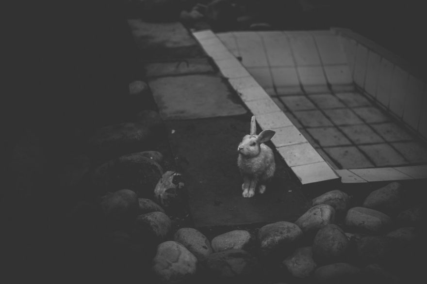 These Sad Photos Will Make You Think Twice Before Going To The Zoo