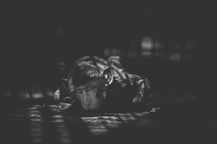 These Sad Photos Will Make You Think Twice Before Going To The Zoo