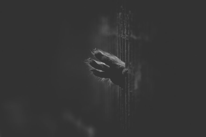 These Sad Photos Will Make You Think Twice Before Going To The Zoo