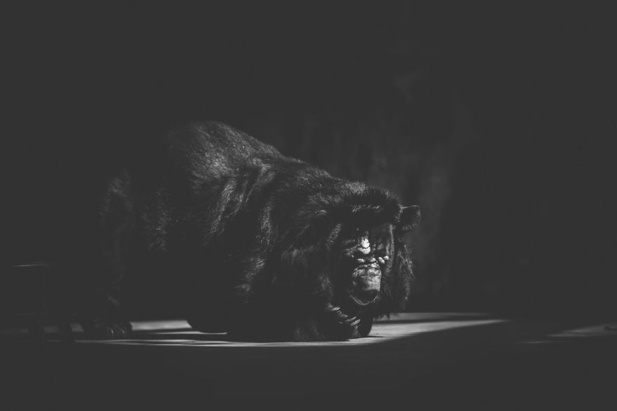 These Sad Photos Will Make You Think Twice Before Going To The Zoo