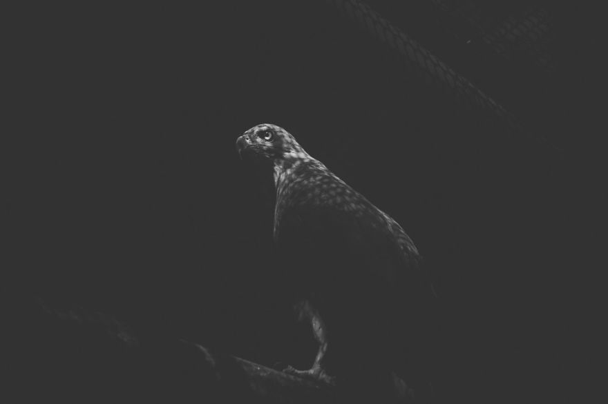 These Sad Photos Will Make You Think Twice Before Going To The Zoo