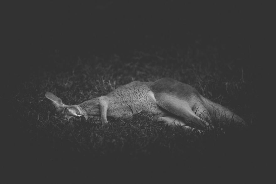 These Sad Photos Will Make You Think Twice Before Going To The Zoo