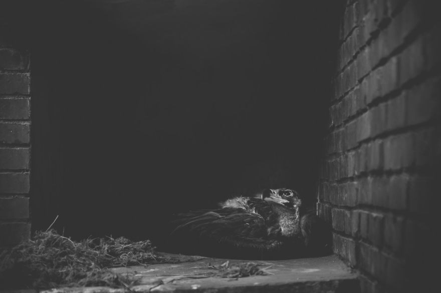 These Sad Photos Will Make You Think Twice Before Going To The Zoo