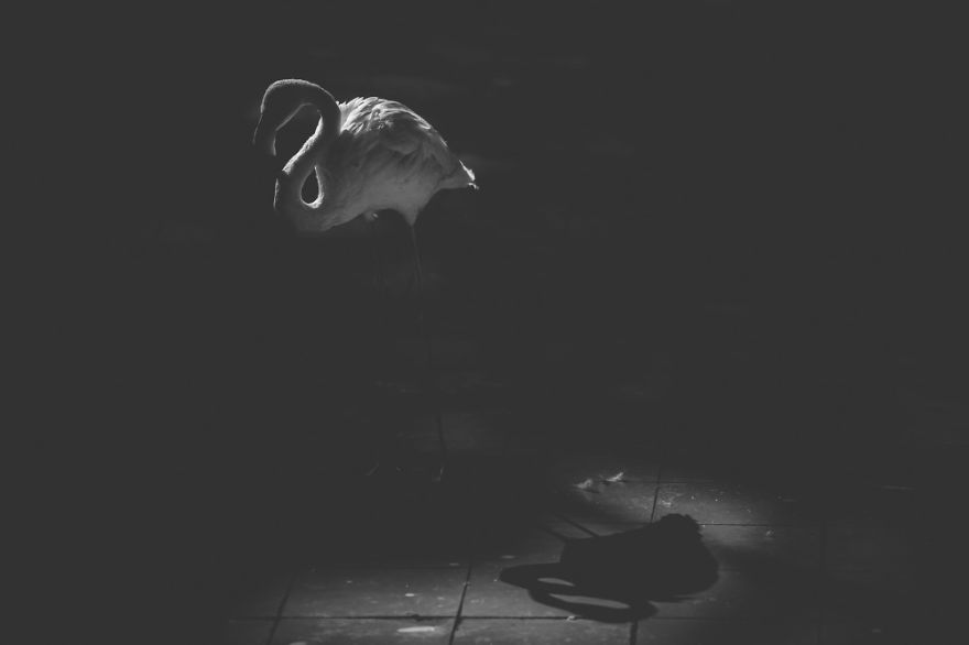 These Sad Photos Will Make You Think Twice Before Going To The Zoo