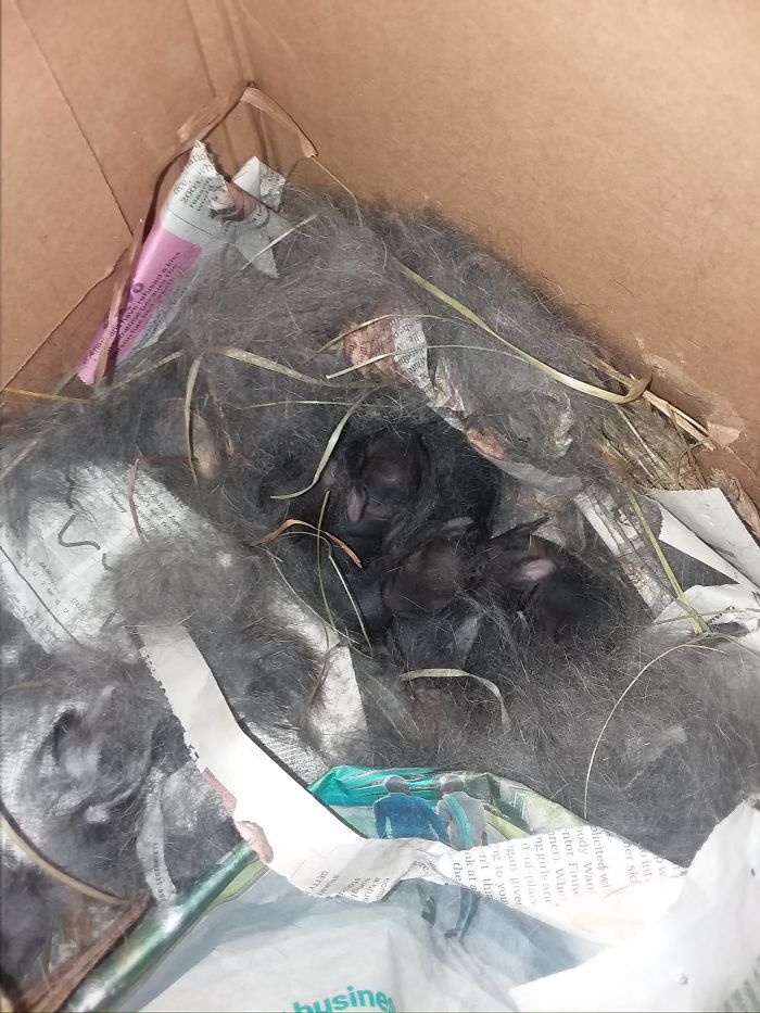 Turbo The House Rabbit Has An Important Message To Share Turbo The House Rabbit Has An Important Message To Share