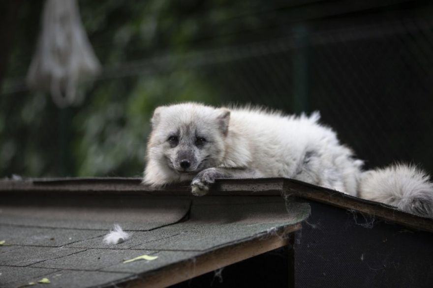The Animals Who Escaped The Horror Of A Fur Farm And Now Live Happily At Sanctuaries
