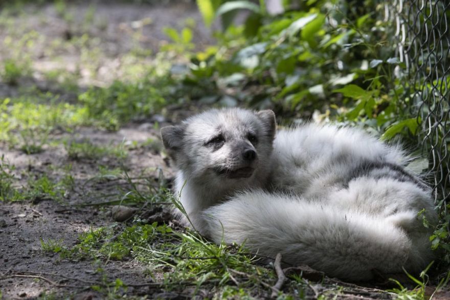 The Animals Who Escaped The Horror Of A Fur Farm And Now Live Happily At Sanctuaries