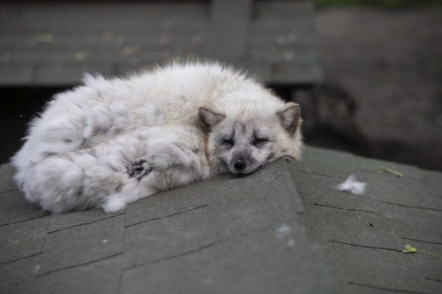 The Animals Who Escaped The Horror Of A Fur Farm And Now Live Happily At Sanctuaries