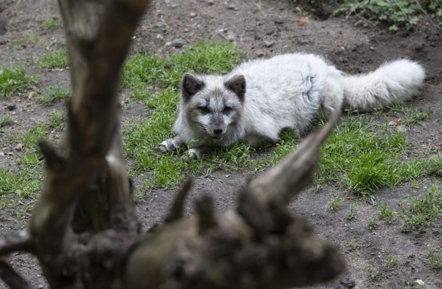 The Animals Who Escaped The Horror Of A Fur Farm And Now Live Happily At Sanctuaries