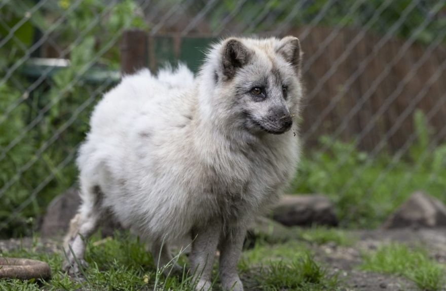 The Animals Who Escaped The Horror Of A Fur Farm And Now Live Happily At Sanctuaries