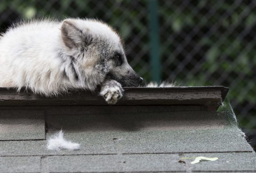 The Animals Who Escaped The Horror Of A Fur Farm And Now Live Happily At Sanctuaries