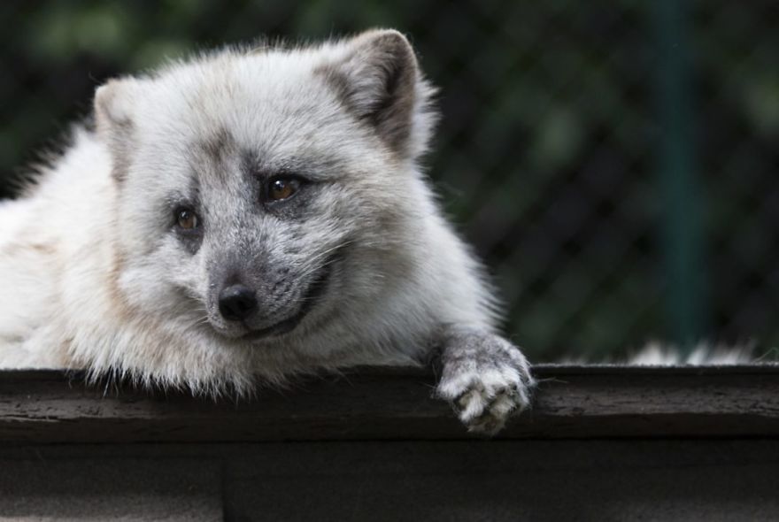 The Animals Who Escaped The Horror Of A Fur Farm And Now Live Happily At Sanctuaries