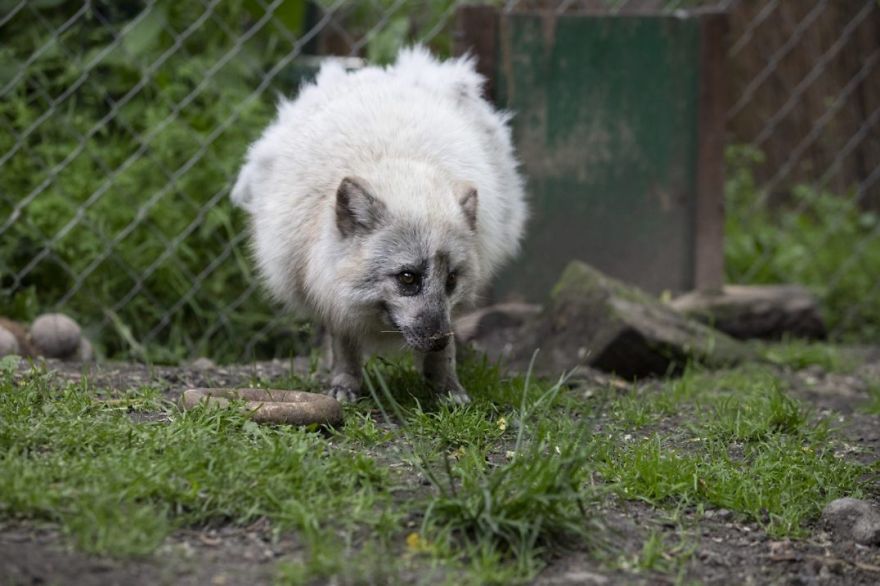 The Animals Who Escaped The Horror Of A Fur Farm And Now Live Happily At Sanctuaries