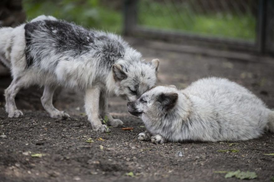 The Animals Who Escaped The Horror Of A Fur Farm And Now Live Happily At Sanctuaries