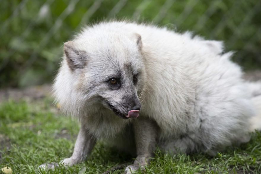 The Animals Who Escaped The Horror Of A Fur Farm And Now Live Happily At Sanctuaries
