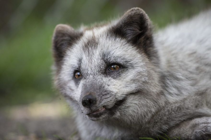 The Animals Who Escaped The Horror Of A Fur Farm And Now Live Happily At Sanctuaries