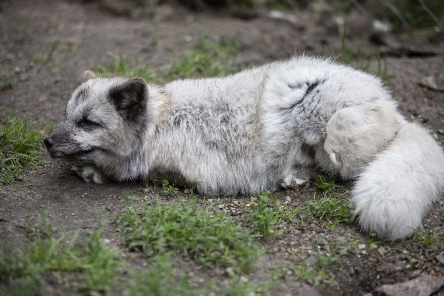 The Animals Who Escaped The Horror Of A Fur Farm And Now Live Happily At Sanctuaries