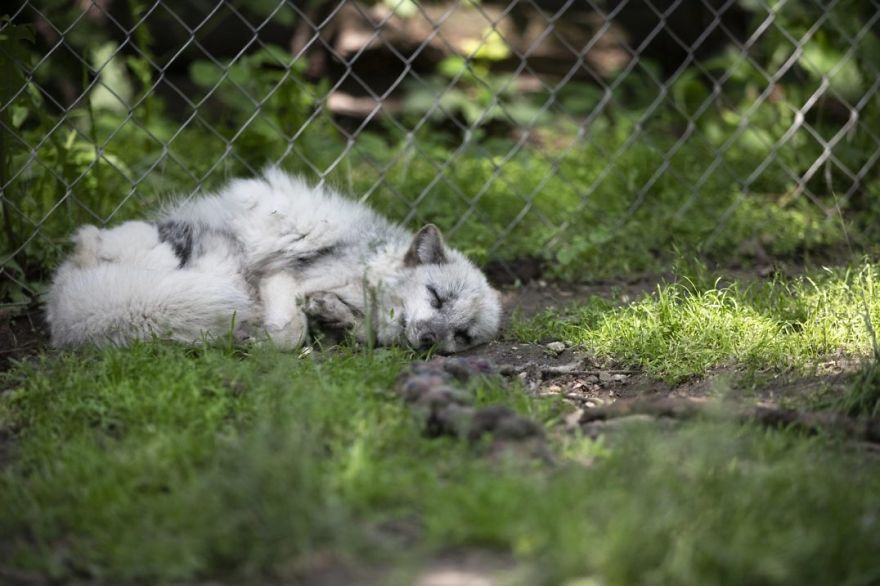 The Animals Who Escaped The Horror Of A Fur Farm And Now Live Happily At Sanctuaries