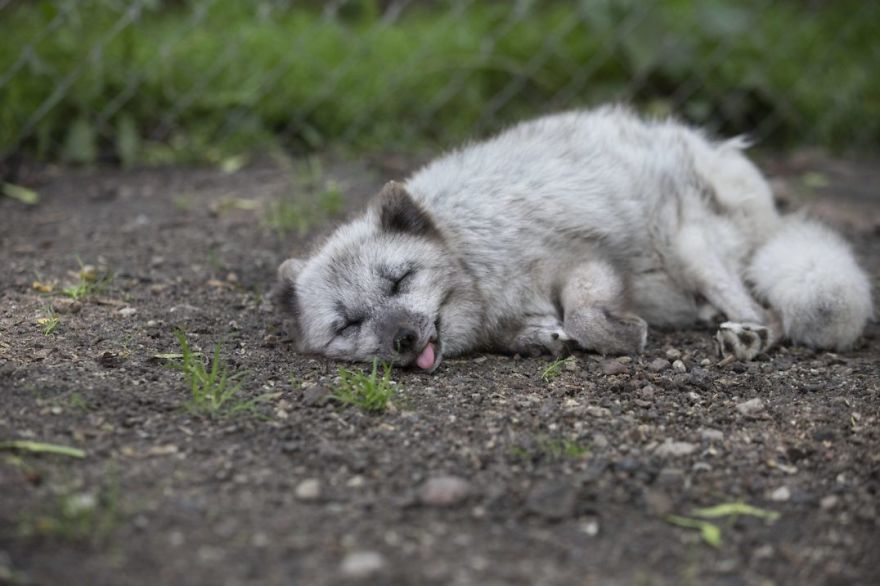 The Animals Who Escaped The Horror Of A Fur Farm And Now Live Happily At Sanctuaries