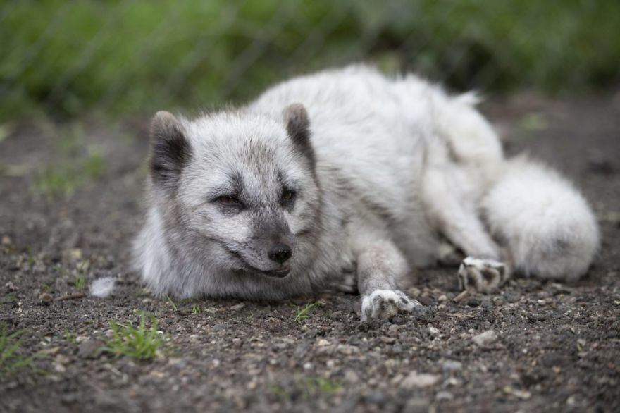The Animals Who Escaped The Horror Of A Fur Farm And Now Live Happily At Sanctuaries