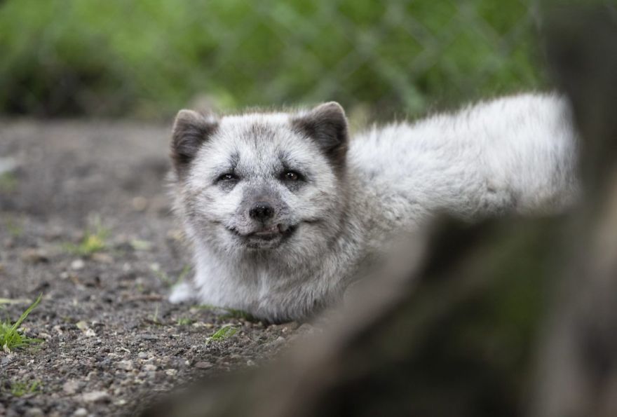 The Animals Who Escaped The Horror Of A Fur Farm And Now Live Happily At Sanctuaries