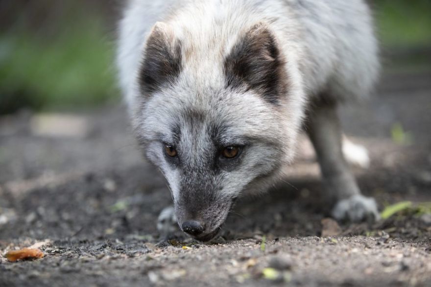 The Animals Who Escaped The Horror Of A Fur Farm And Now Live Happily At Sanctuaries