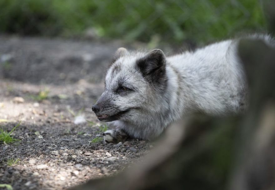 The Animals Who Escaped The Horror Of A Fur Farm And Now Live Happily At Sanctuaries