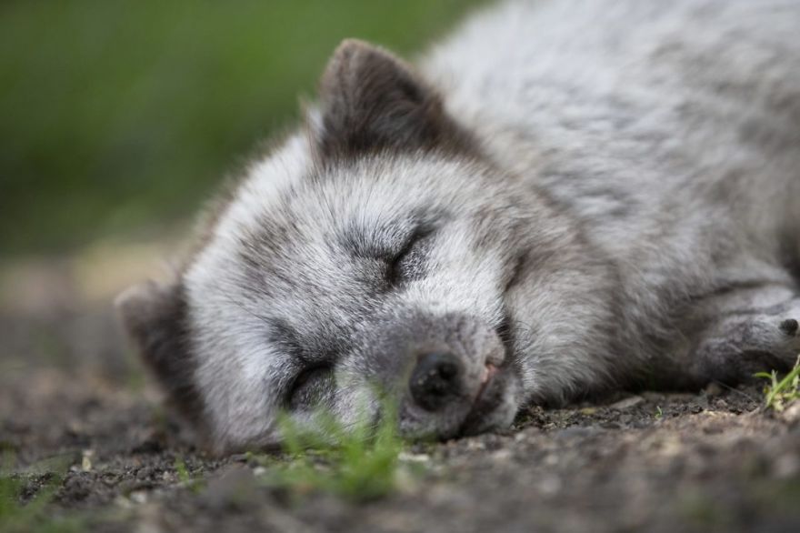 The Animals Who Escaped The Horror Of A Fur Farm And Now Live Happily At Sanctuaries