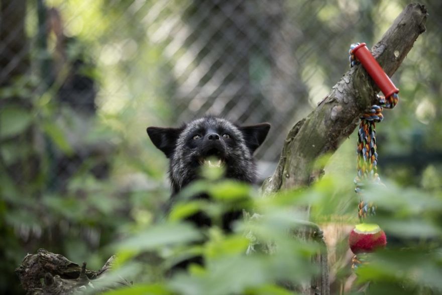 The Animals Who Escaped The Horror Of A Fur Farm And Now Live Happily At Sanctuaries