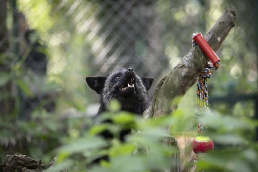 The Animals Who Escaped The Horror Of A Fur Farm And Now Live Happily At Sanctuaries