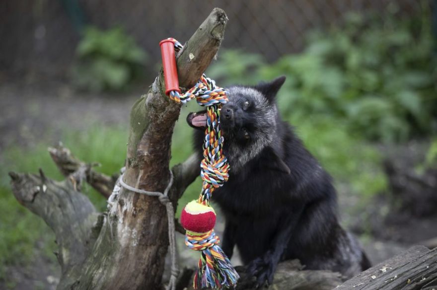 The Animals Who Escaped The Horror Of A Fur Farm And Now Live Happily At Sanctuaries