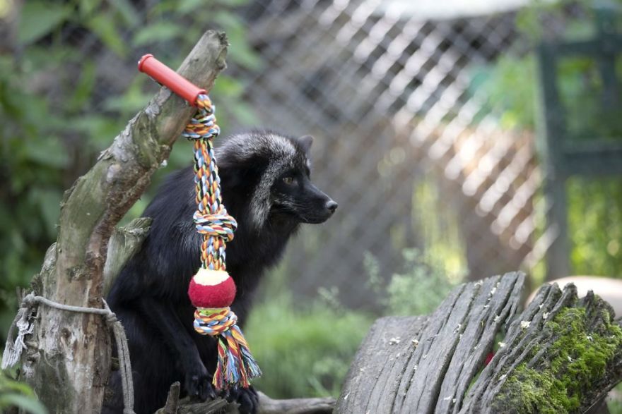 The Animals Who Escaped The Horror Of A Fur Farm And Now Live Happily At Sanctuaries