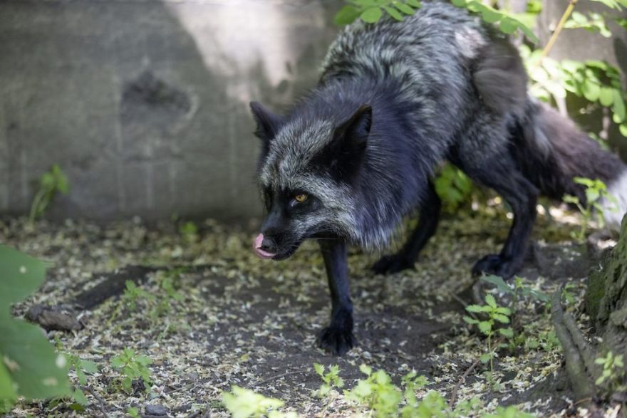 The Animals Who Escaped The Horror Of A Fur Farm And Now Live Happily At Sanctuaries