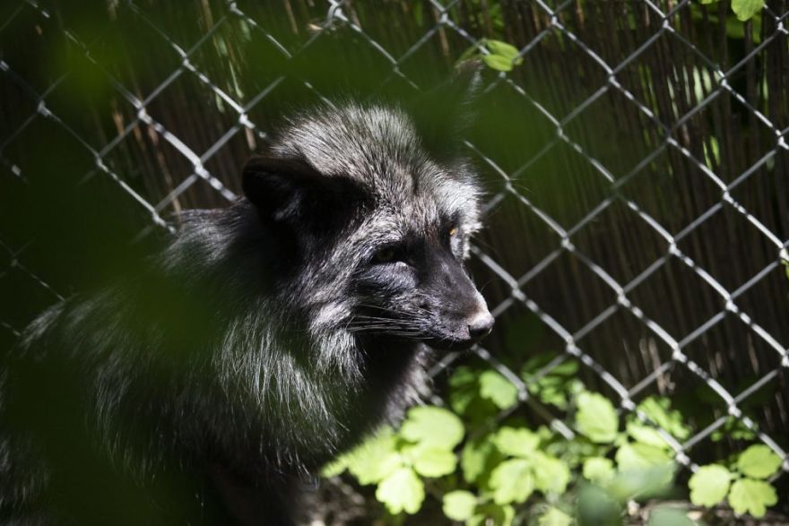 The Animals Who Escaped The Horror Of A Fur Farm And Now Live Happily At Sanctuaries