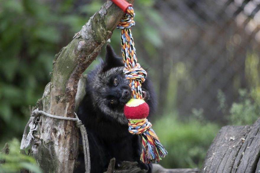 The Animals Who Escaped The Horror Of A Fur Farm And Now Live Happily At Sanctuaries