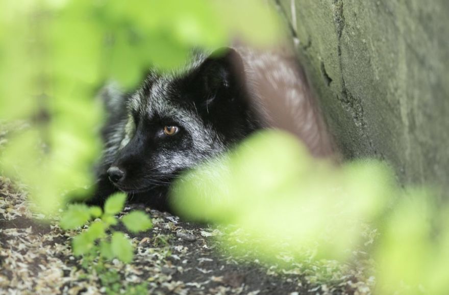 The Animals Who Escaped The Horror Of A Fur Farm And Now Live Happily At Sanctuaries