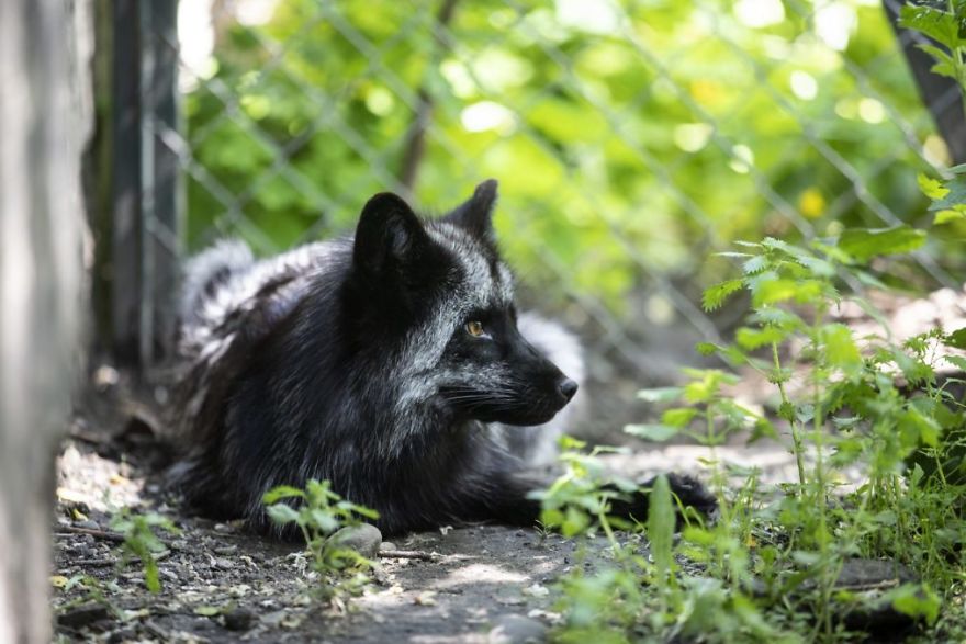 The Animals Who Escaped The Horror Of A Fur Farm And Now Live Happily At Sanctuaries