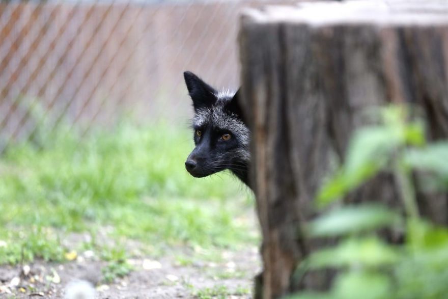 The Animals Who Escaped The Horror Of A Fur Farm And Now Live Happily At Sanctuaries