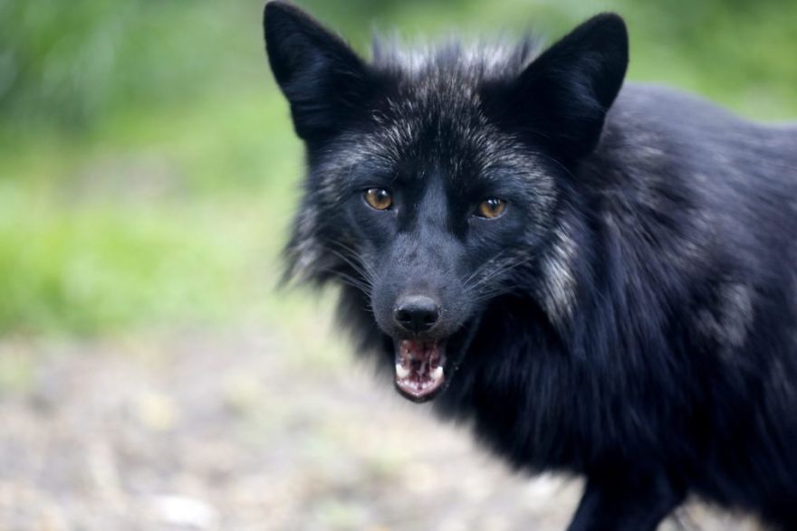 The Animals Who Escaped The Horror Of A Fur Farm And Now Live Happily At Sanctuaries