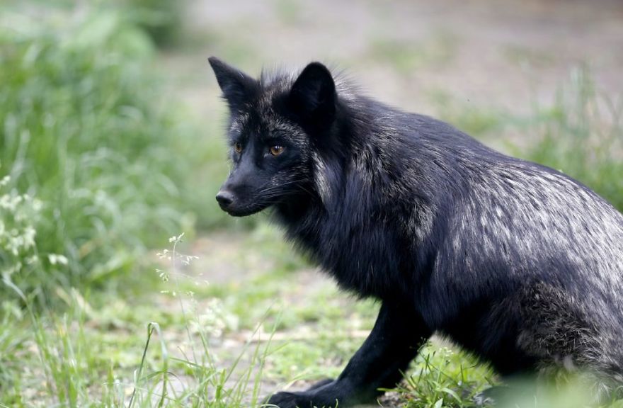 The Animals Who Escaped The Horror Of A Fur Farm And Now Live Happily At Sanctuaries