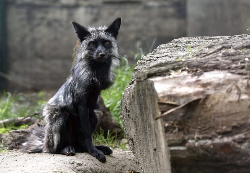 The Animals Who Escaped The Horror Of A Fur Farm And Now Live Happily At Sanctuaries