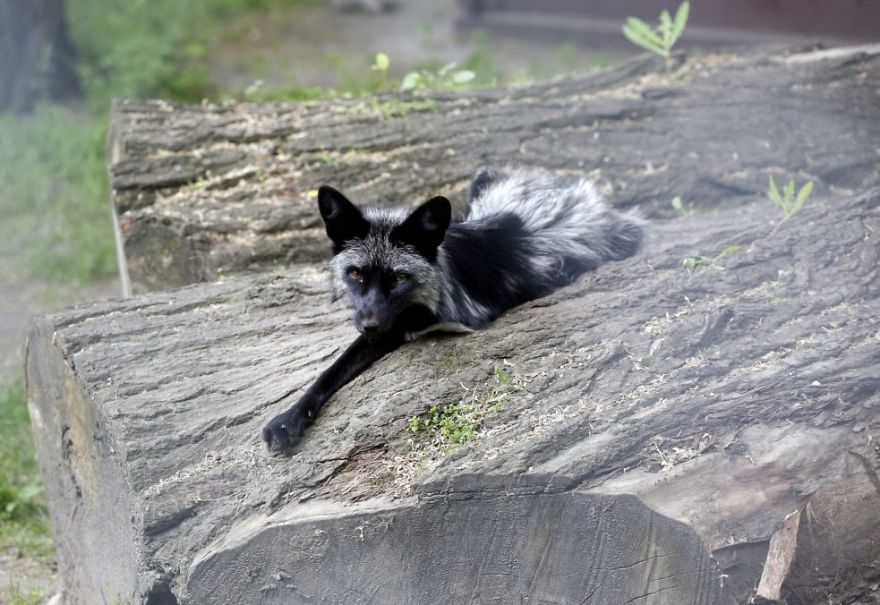 The Animals Who Escaped The Horror Of A Fur Farm And Now Live Happily At Sanctuaries