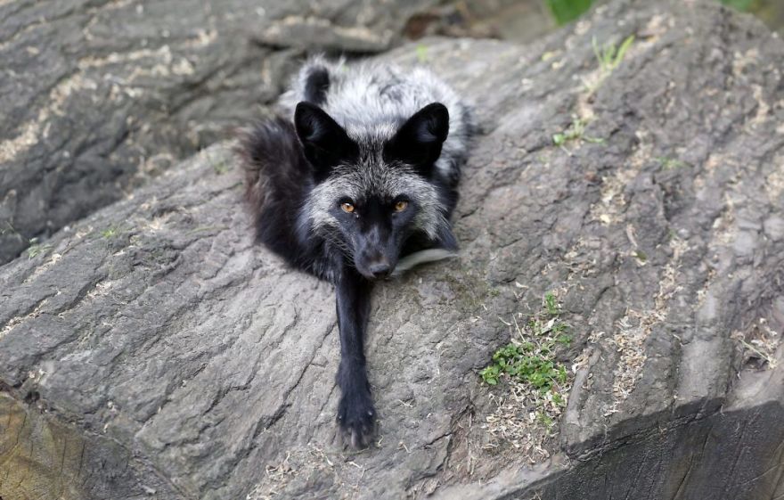 The Animals Who Escaped The Horror Of A Fur Farm And Now Live Happily At Sanctuaries