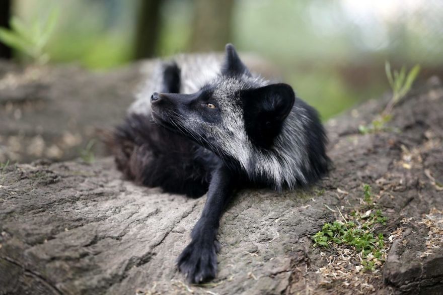 The Animals Who Escaped The Horror Of A Fur Farm And Now Live Happily At Sanctuaries