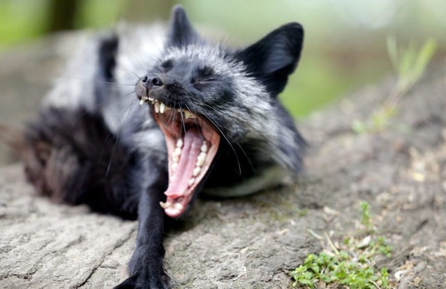 The Animals Who Escaped The Horror Of A Fur Farm And Now Live Happily At Sanctuaries