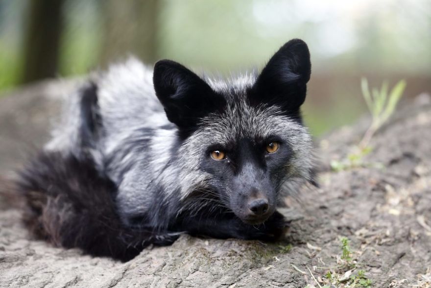 The Animals Who Escaped The Horror Of A Fur Farm And Now Live Happily At Sanctuaries