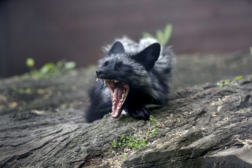 The Animals Who Escaped The Horror Of A Fur Farm And Now Live Happily At Sanctuaries