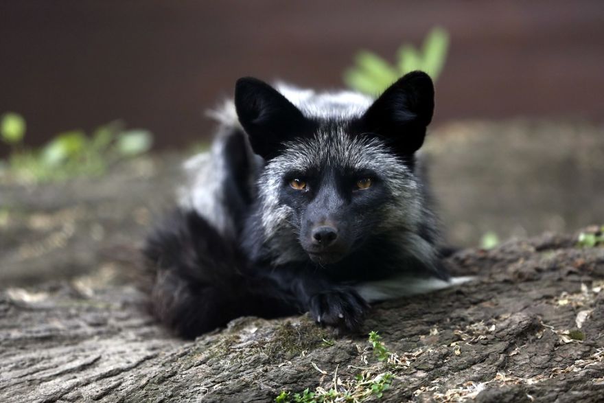 The Animals Who Escaped The Horror Of A Fur Farm And Now Live Happily At Sanctuaries