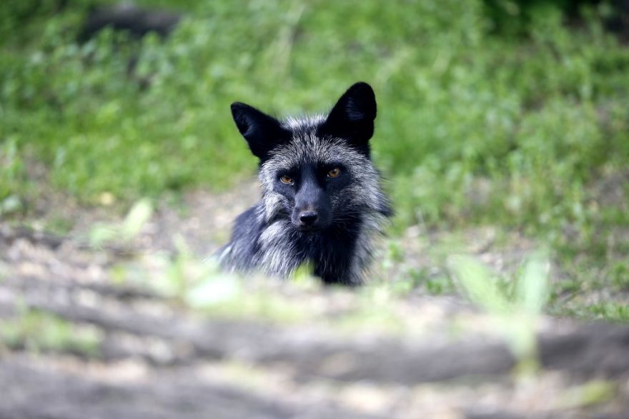 The Animals Who Escaped The Horror Of A Fur Farm And Now Live Happily At Sanctuaries