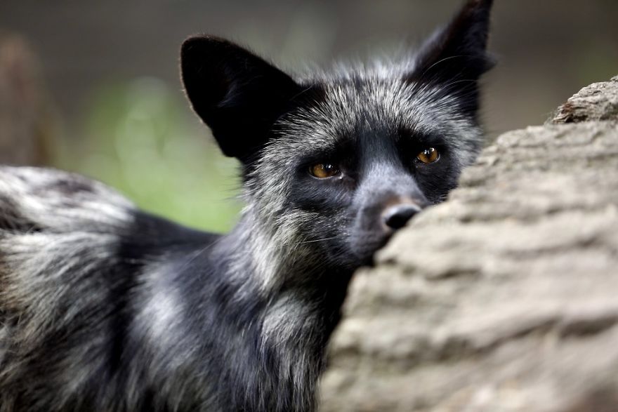 The Animals Who Escaped The Horror Of A Fur Farm And Now Live Happily At Sanctuaries